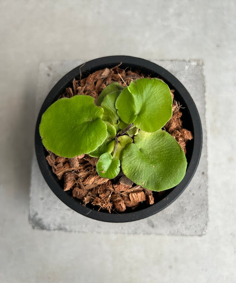 アスプレニウム デラバイ (フランチ) コペル 「Asplenium delavayi (Fr