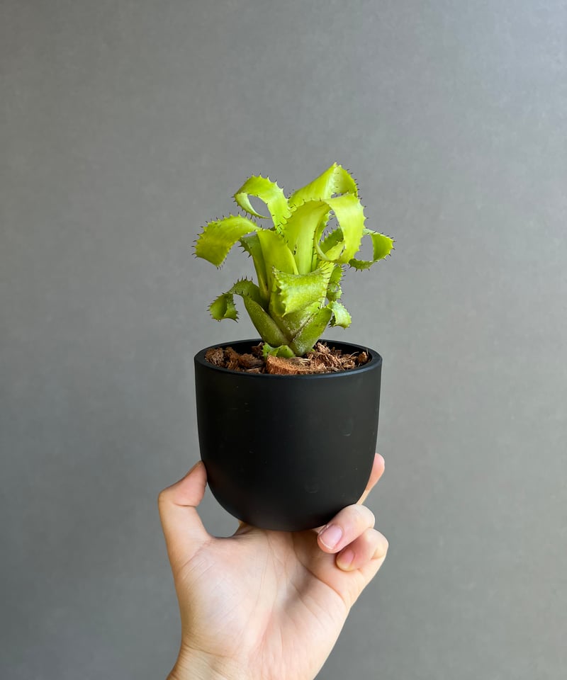 ネオレゲリア ムーレアナ 「Neoregelia mooreana」47E | SHOUCHI