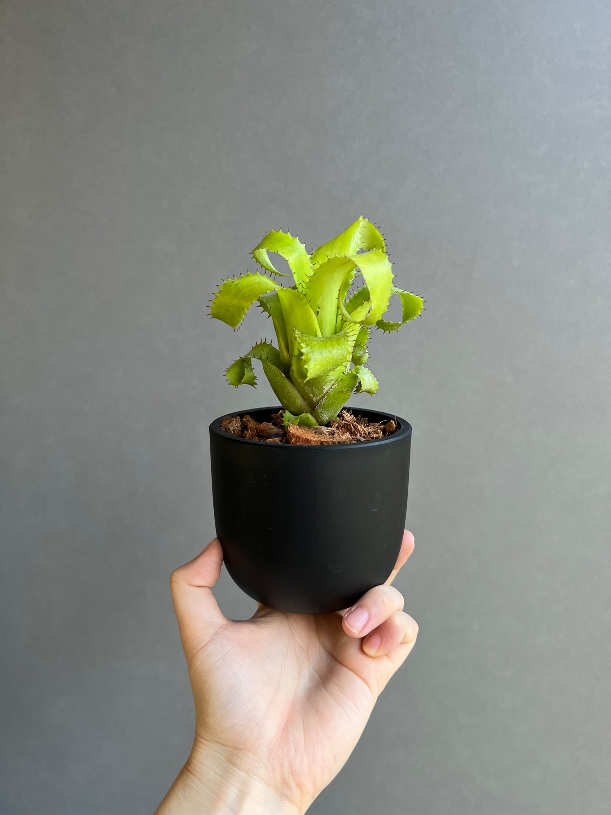 ブロメリア・エアープランツ Neoregelia Mooreana Neoregelia mooreana(ネオレゲリア ムーレアナ) | ~龍の巣窟~