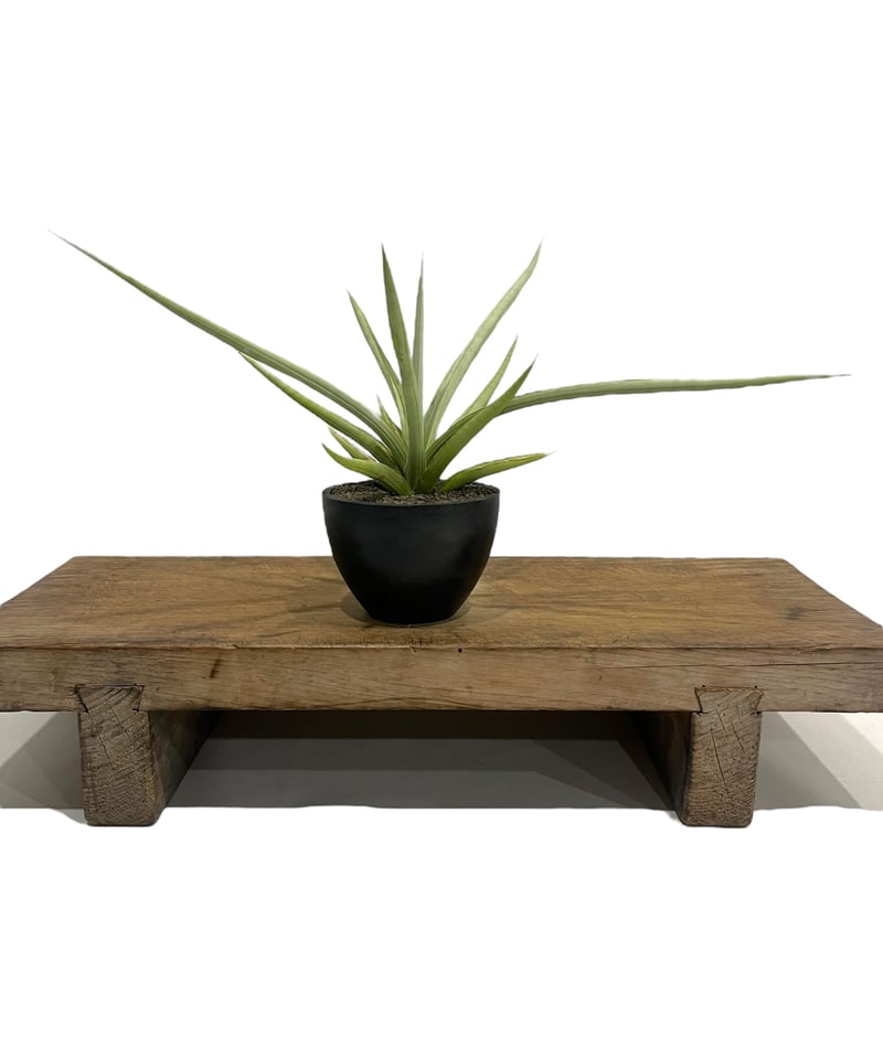 サンセベリア ダンシング ドラゴン 「Sansevieria Dancing サンセベリア ダンシング ドラゴン 「Sansevieria Dancing