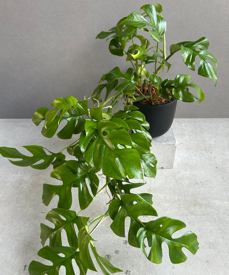 モンステラ ミニマ「Rhaphidophora tetrasperma」58G | SHOUC