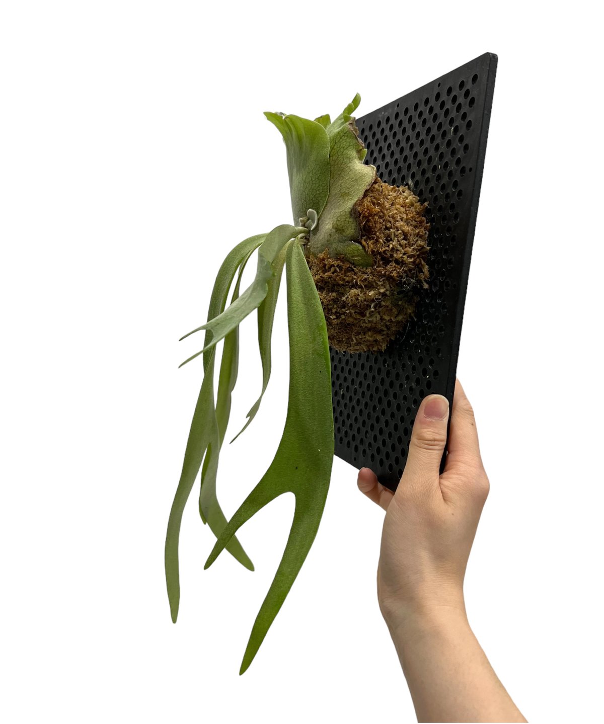 板付 観葉植物 超美形株から外した子株です♫〖ビカクシダ・ウィリンキー・バリ〗 P.willinckii 'biribirithunder'🌿 お気に入りのウィリンキー