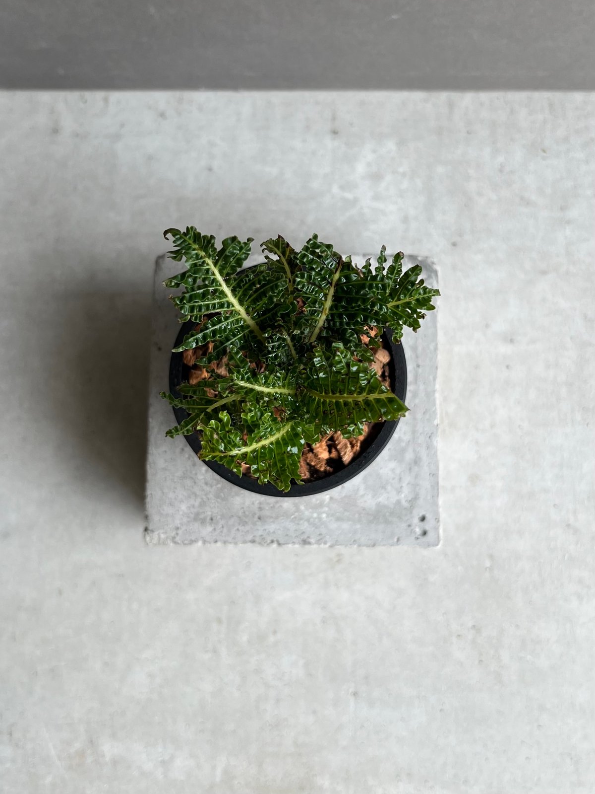 ブレクナム ギッバム ドワーフ ブレクナム ギッバム ドワーフ 「Blechnum gibbum Dwarf 」100B |