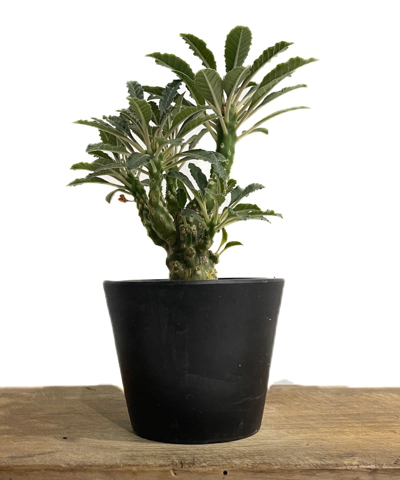 ドルステニア ラブラニー 多頭タイプ「Dorstenia lavrani」87E-1