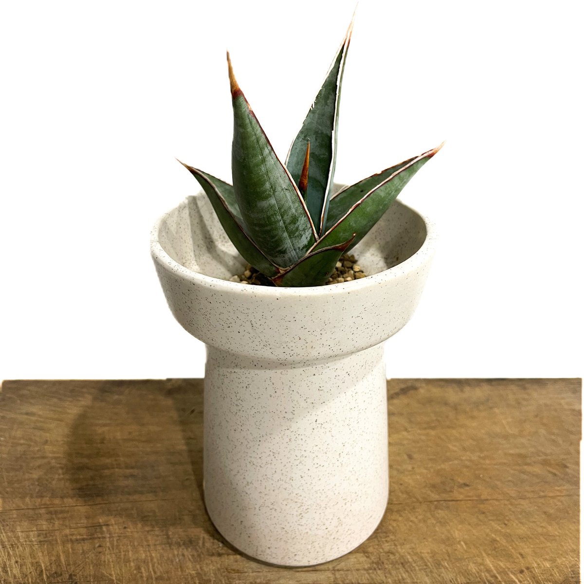 サンセベリア ピングイキュラ ロンギフォリア 「Sansevieria