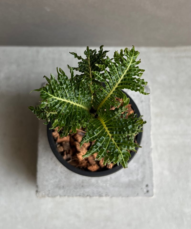 ブレクナム ギッバム ドワーフ 「Blechnum gibbum Dwarf 」101D |