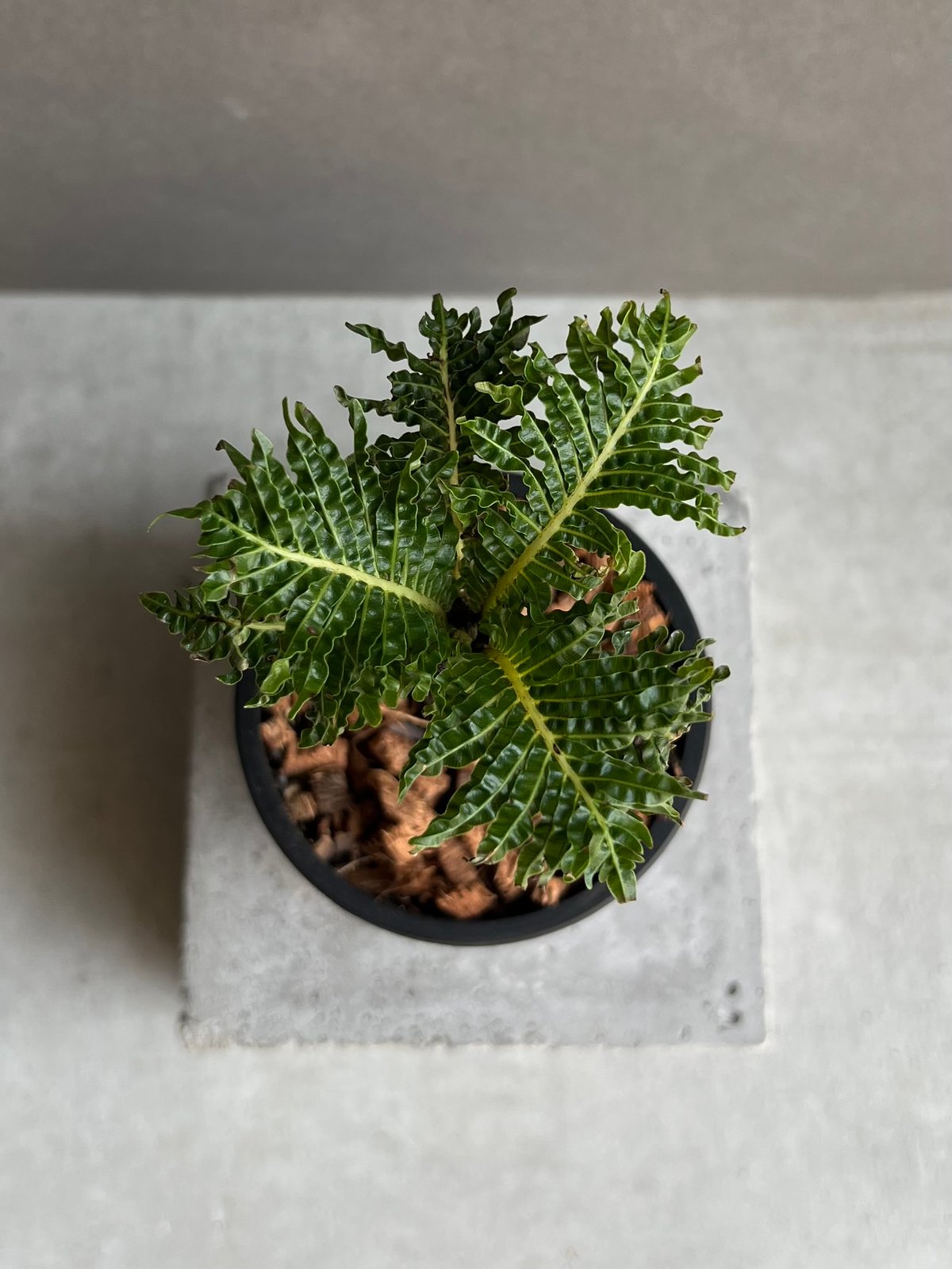ブレクナム ギッバム ドワーフ 「Blechnum gibbum Dwarf 」101D