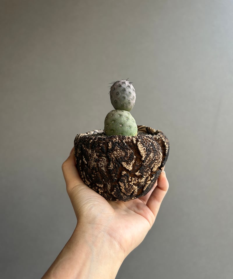 テフロカクタス ゲオメトリクス+plantsmonsters pot 「Tephrocactu