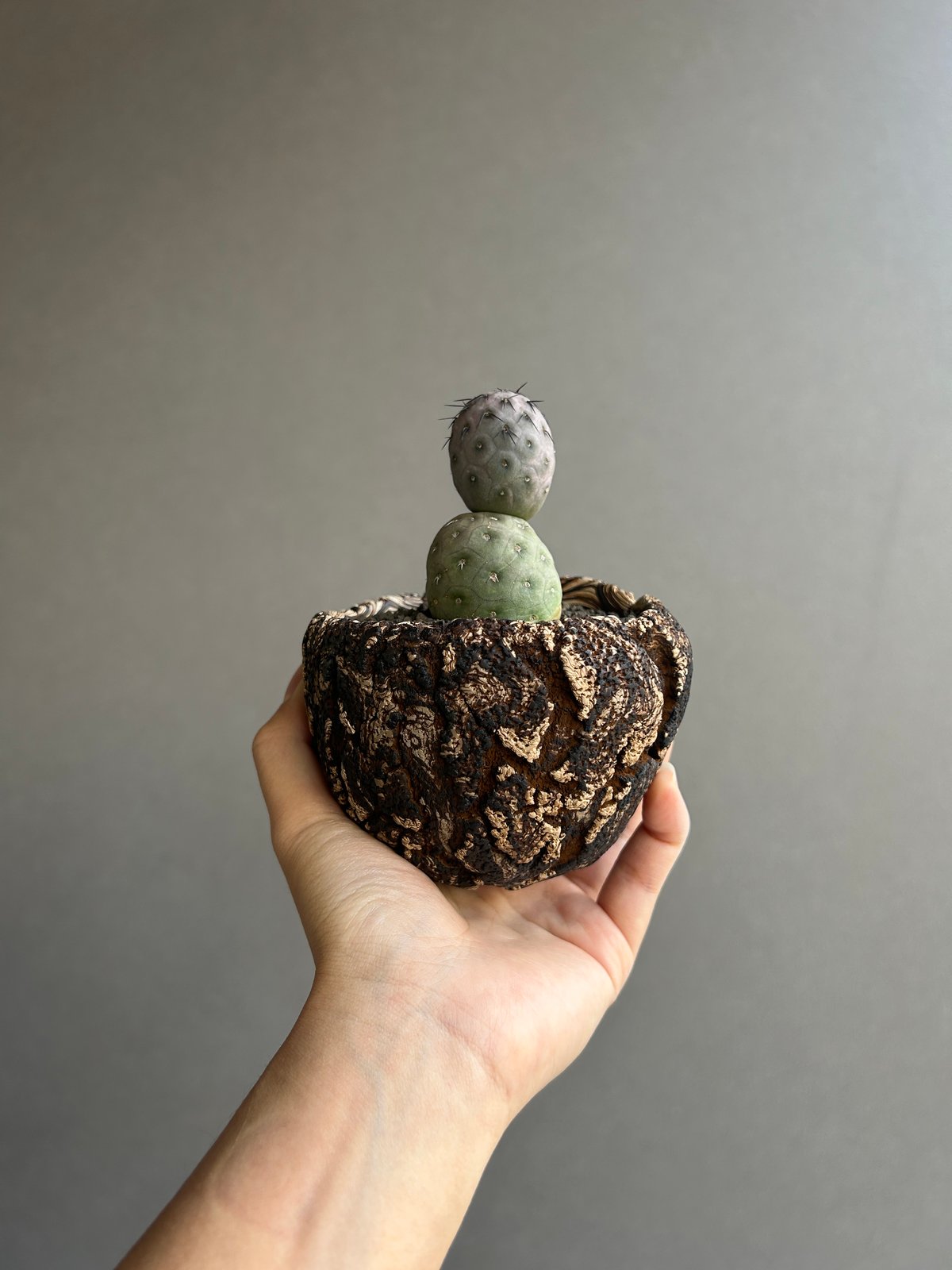 テフロカクタス ゲオメトリクス+plantsmonsters pot 「Tephrocactu