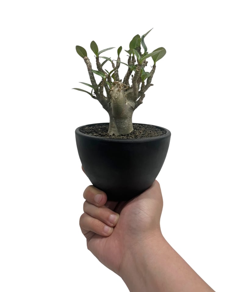 アデニウム オベスム “選抜個体” 「Adenium obesum “Select!」76U