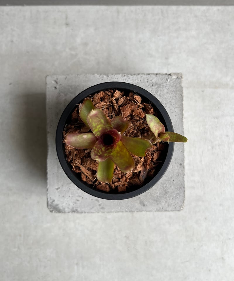 ネオレゲリア サクラ 「Neoregelia Sakura」43C | SHOUCHIKUEN