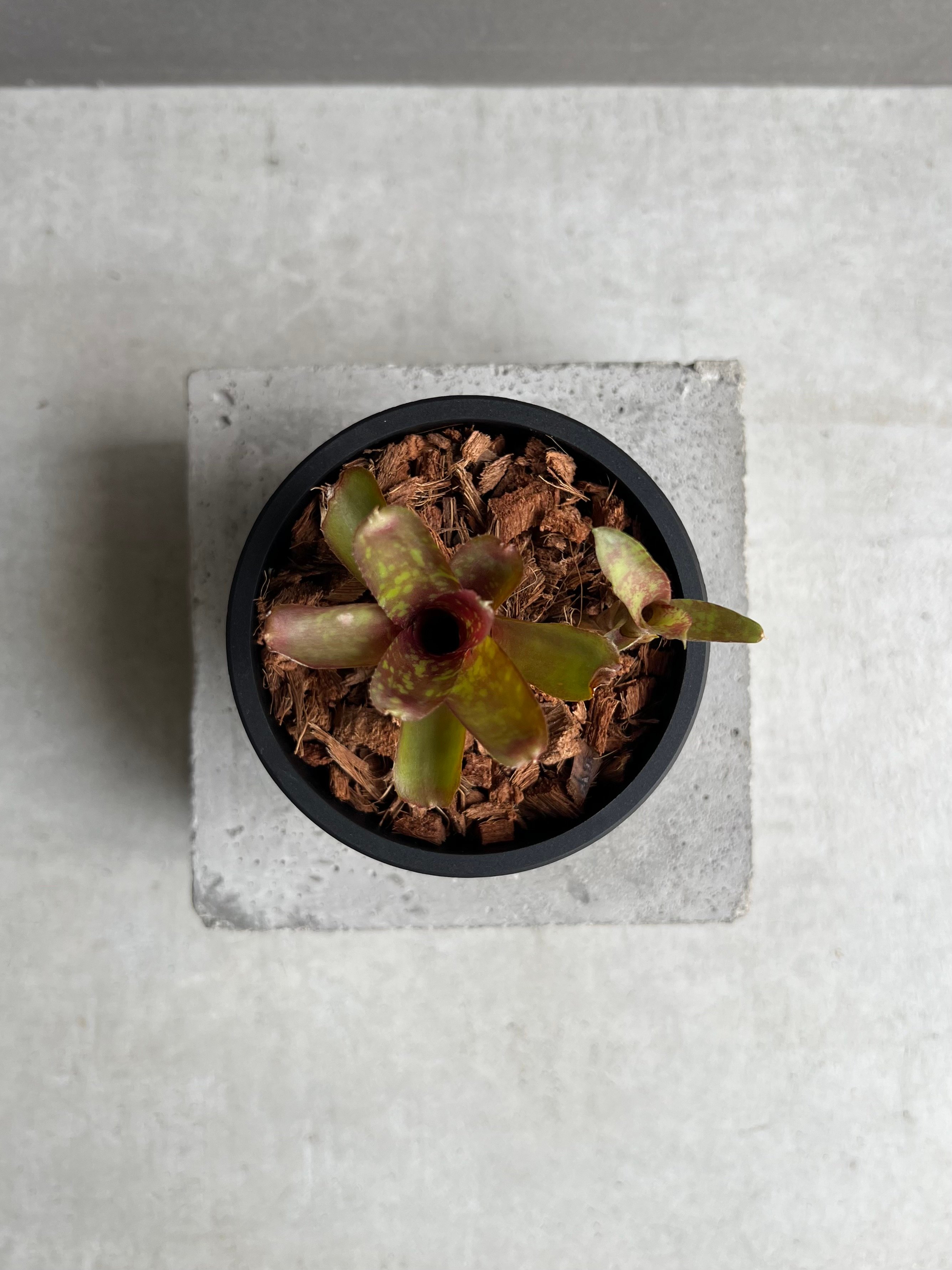 ネオレゲリア サクラ 「Neoregelia Sakura」43C | SHOUCHIKUEN