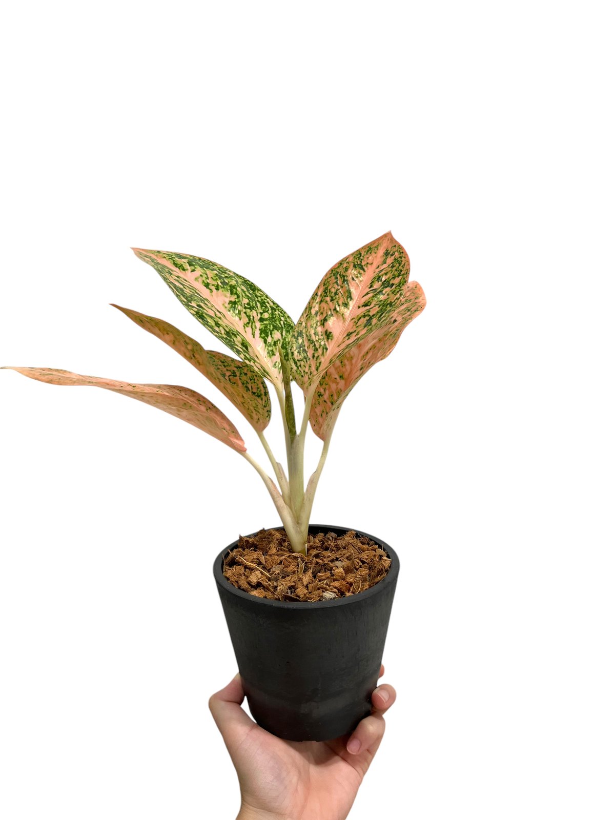 アグラオネマ スターダスト オレンジ「Aglaonema Stardust Orange」44