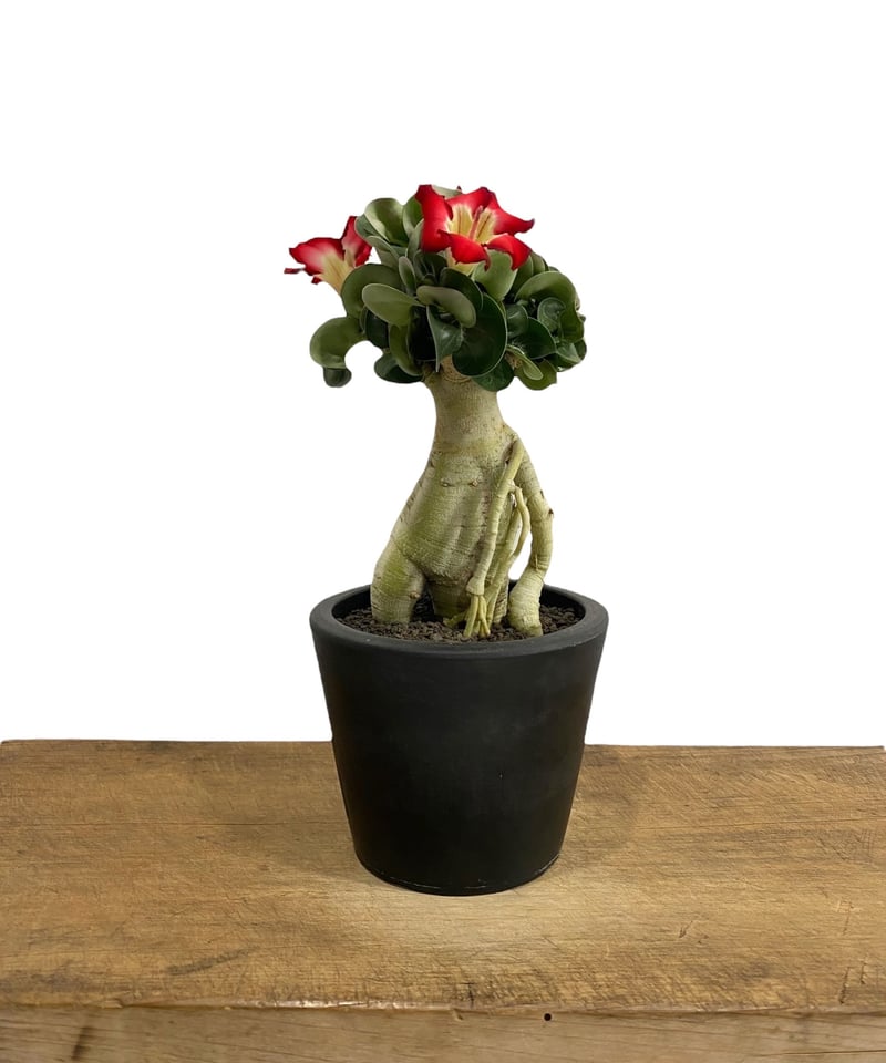 アデニウム D.H.A (獅子葉) '選抜個体' 「Adenium D.H.A (Dorset