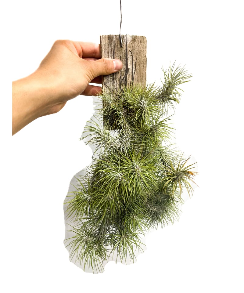 ティランジア フンキアナ レクルビフォリア「Tillandsia funckiana var