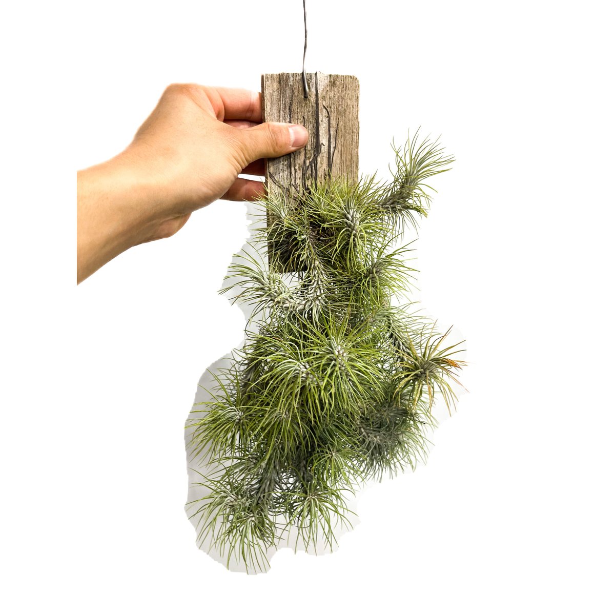 ティランジア フンキアナ レクルビフォリア「Tillandsia funckiana var