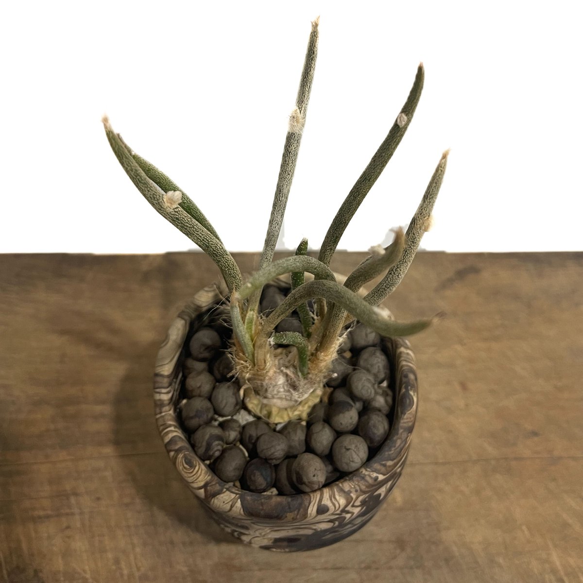 アストロフィツム カプトメデューサ +pmp「Astrophytum caput アストロフィツム カプトメデューサ +pmp「Astrophytum caput