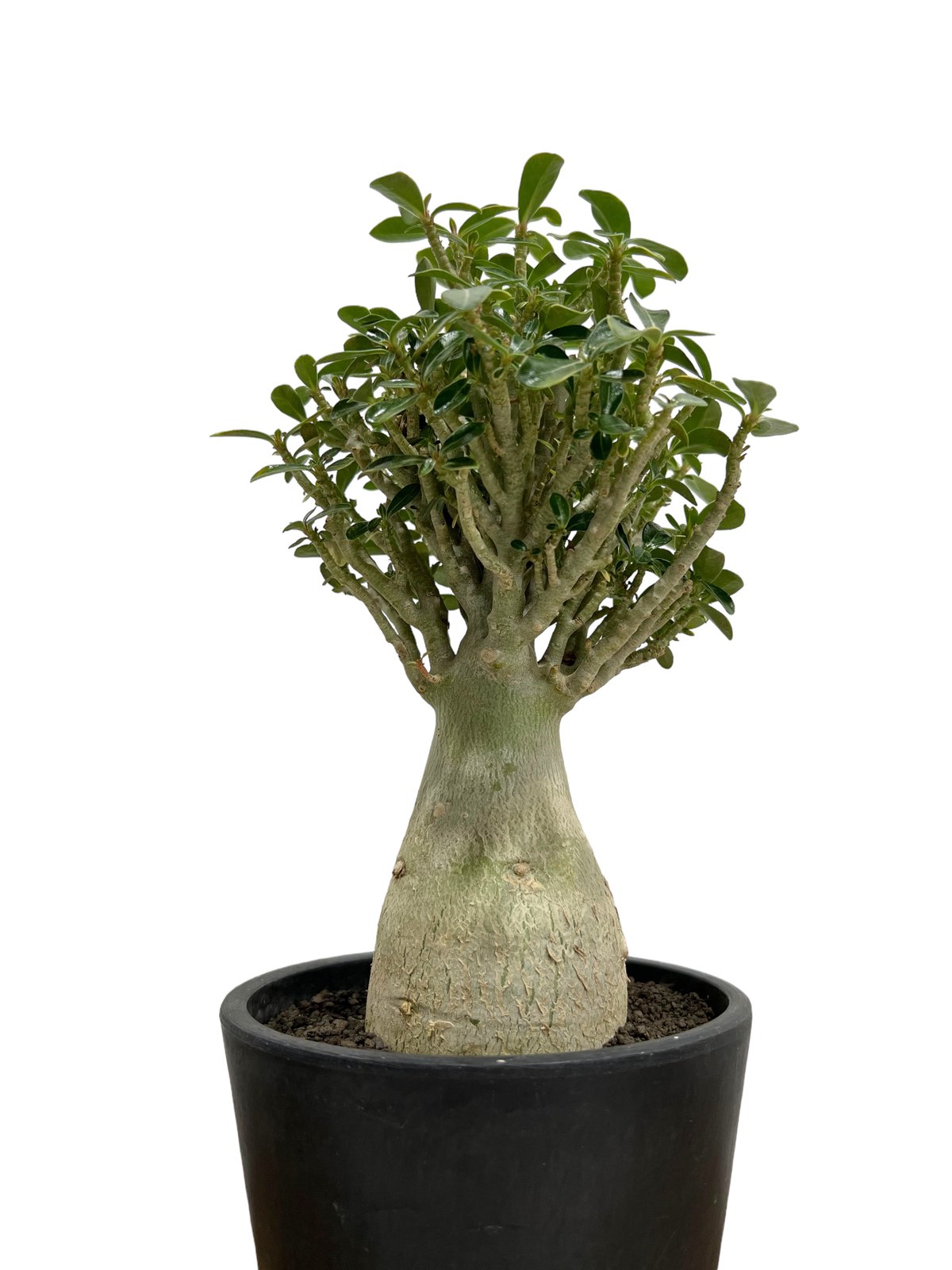 アデニウム タイ ソコトラナム(選抜個体)「Adenium Thai socotranum “
