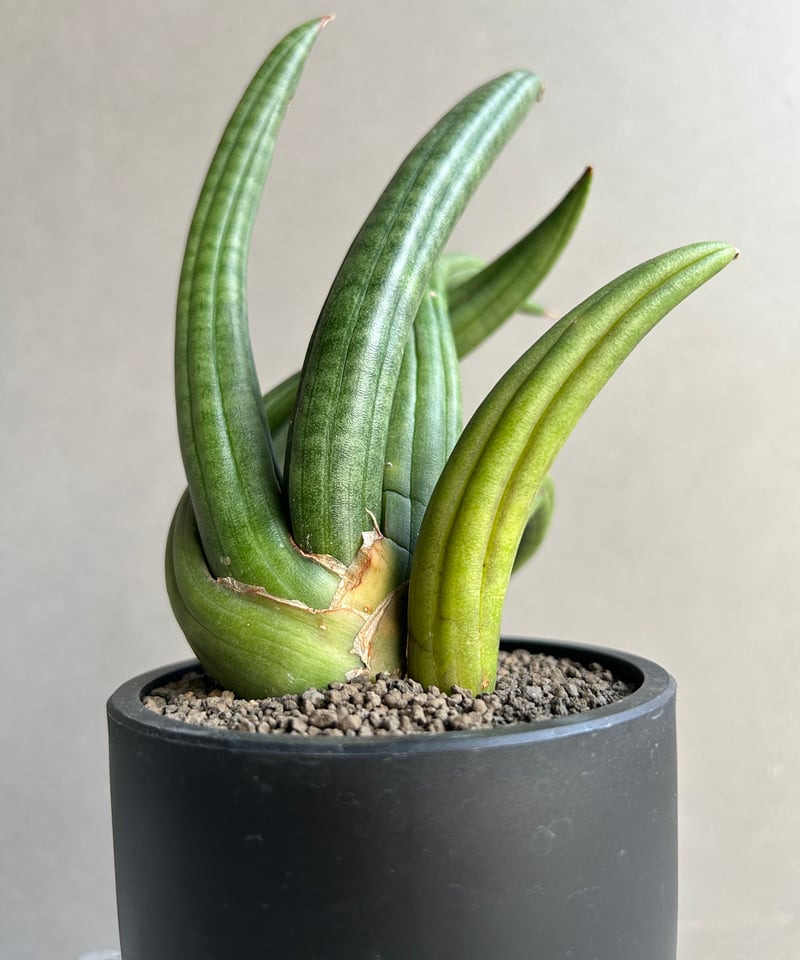 サンセベリア アンヤマニー ハイブリッド “トルネード”「Sansevieria