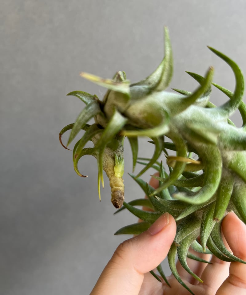 ティランジア バンハイニンギー 「Tillandsia vanhyningii 」93R |