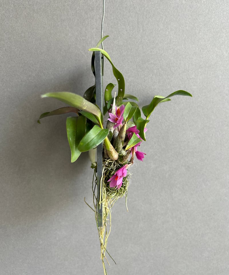 とも@プロフ必見　デンドロビウム デンドロビウム・フォーモサム系とは｜育て方がわかる植物図鑑