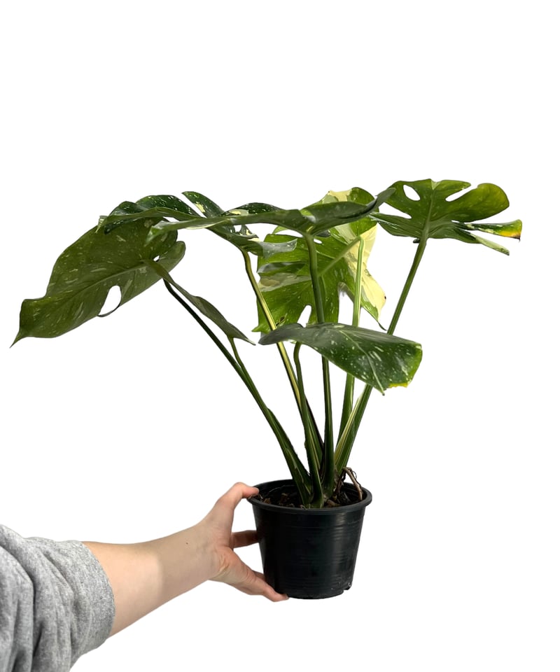 モンステラ タイ コンステレーション 「Monstera deliciosa Thai Con
