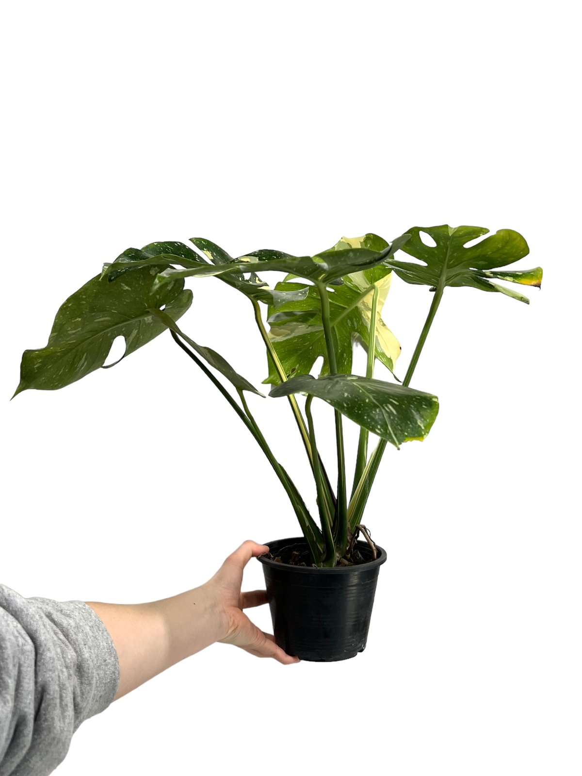モンステラ タイ コンステレーション 「Monstera deliciosa Thai Con