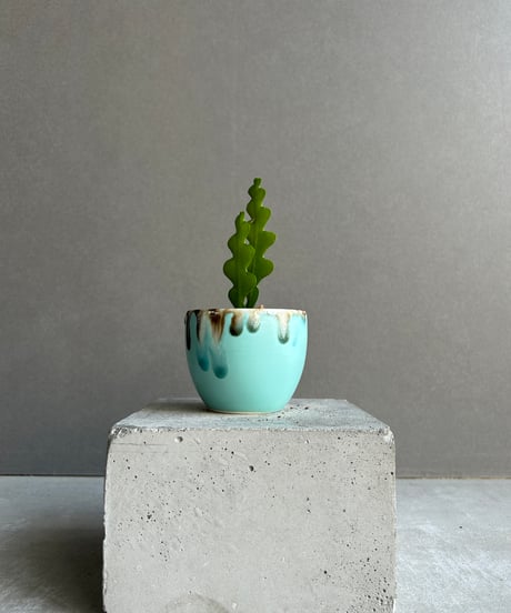 現品】アガベ・リトルシャーク ブルーエンペラー ロイヤルクラウン 10