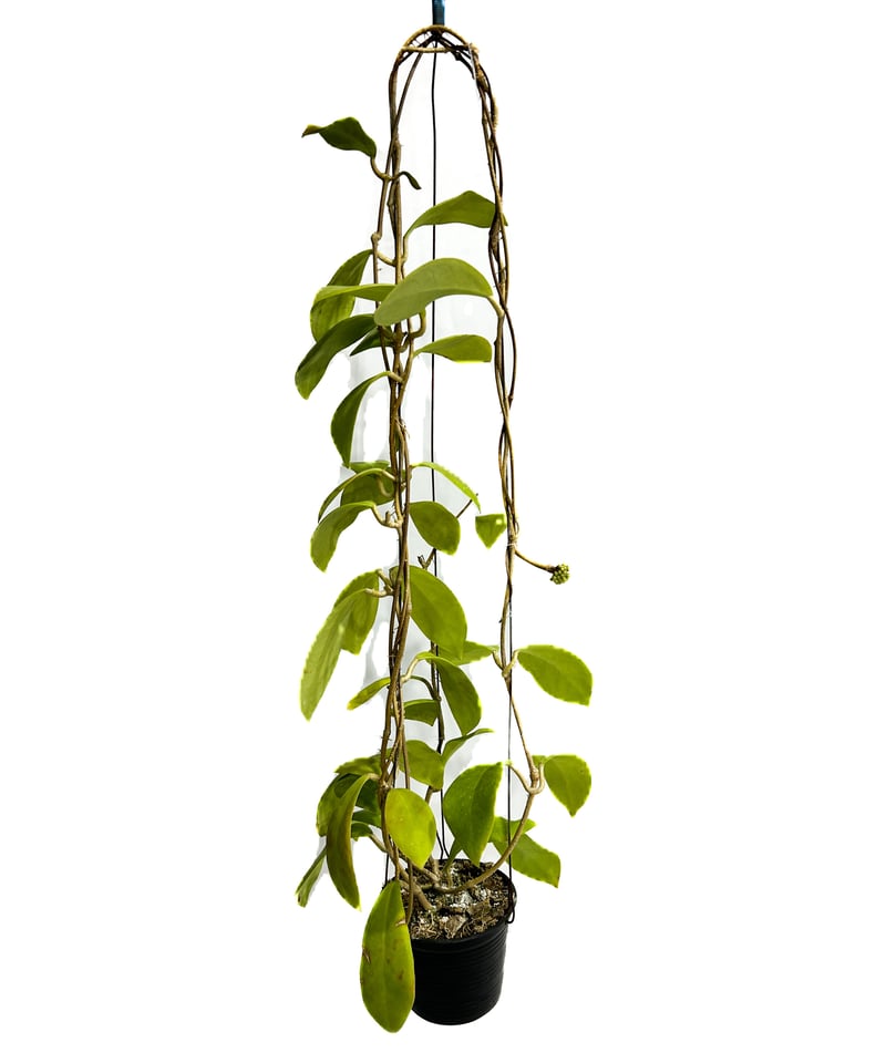 ホヤ ミンドレンシス パープルスター「Hoya mindorensis purplestar」