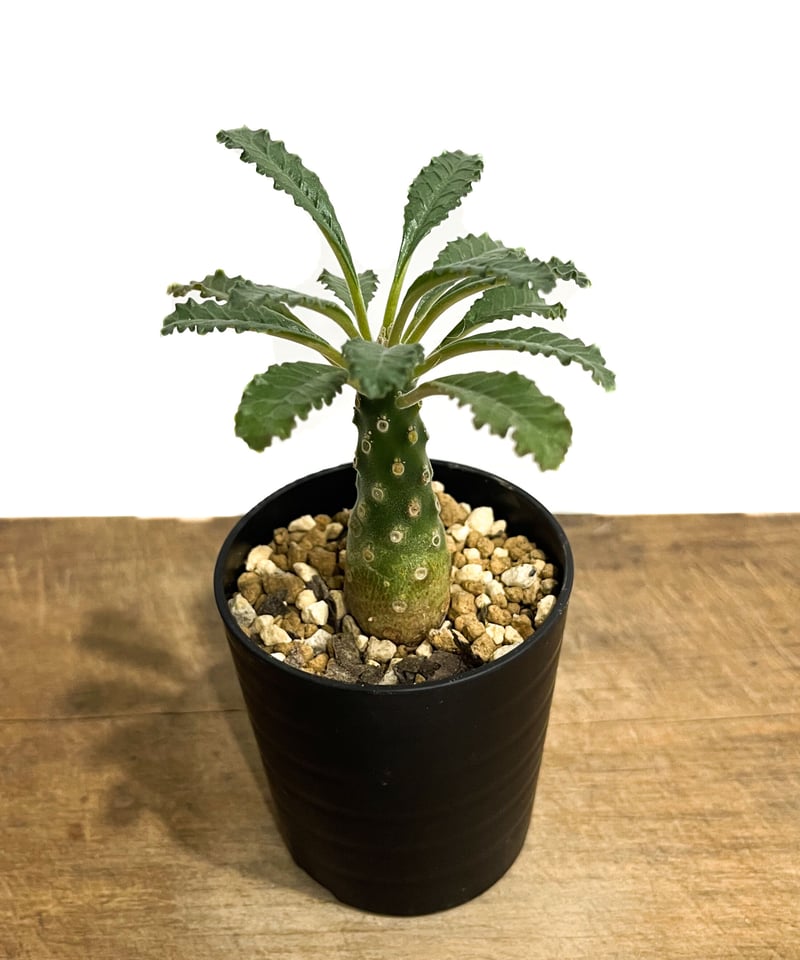 ドルステニア ラブラニー 「Dorstenia lavrani」4/5-268 | SHOUC