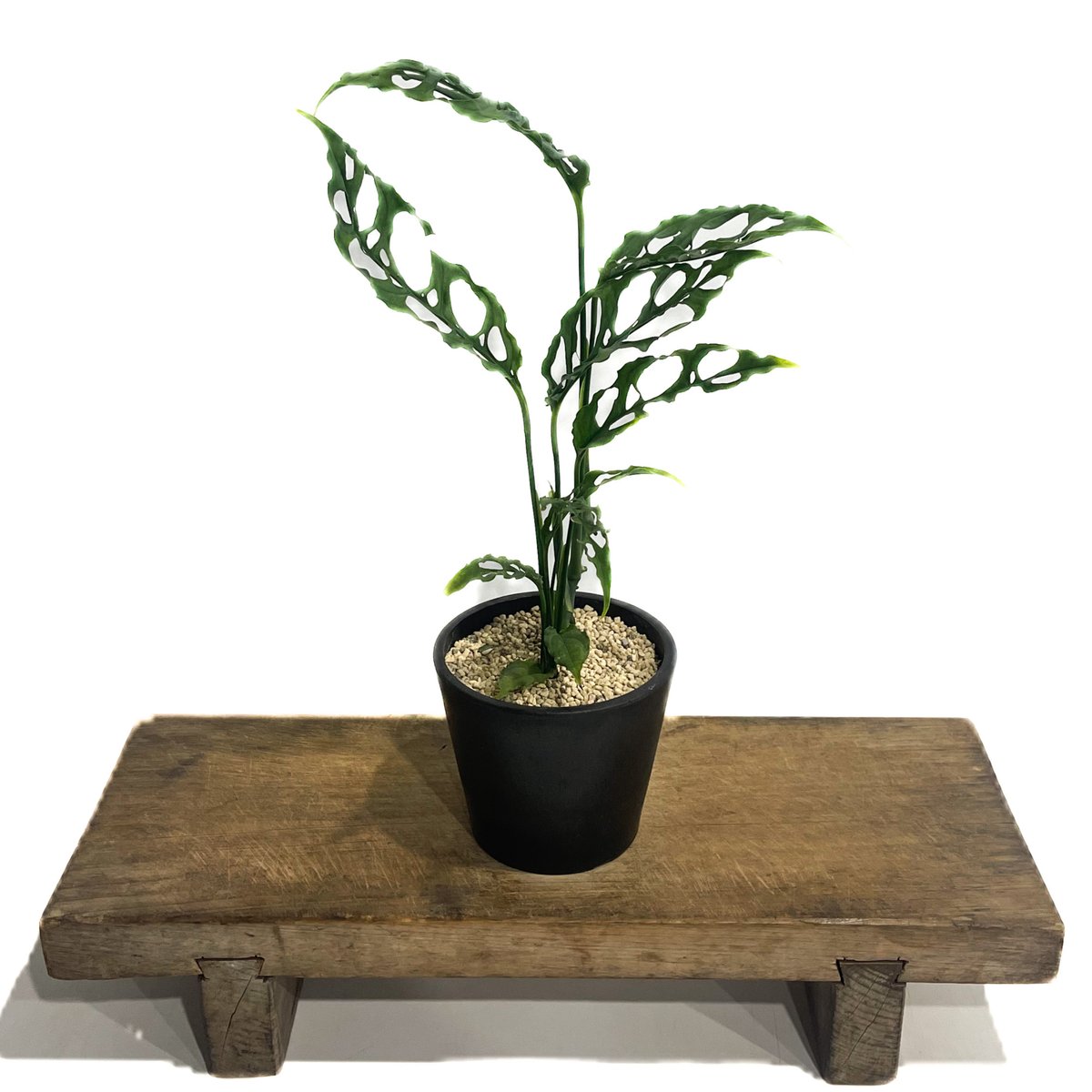モンステラ オブリクア ペルー「Monstera obliqua Peru」79G-3 | S