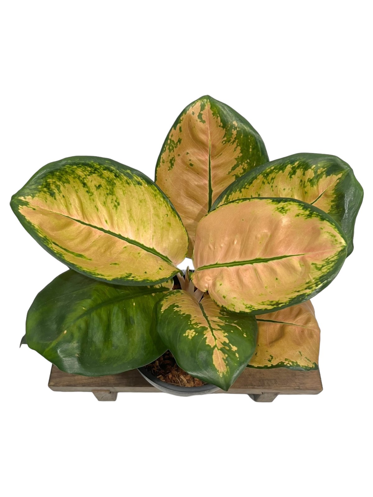 アグラオネマ スターバックス 「Aglaonema Starbucks 」34Q | SHO