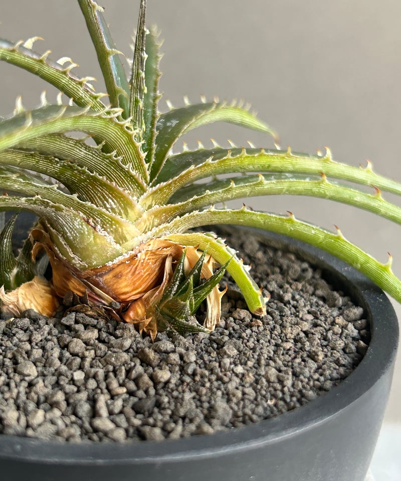 ディッキア スマイル (ドワーフ エステべシー ハイブリッド) 「Dyckia
