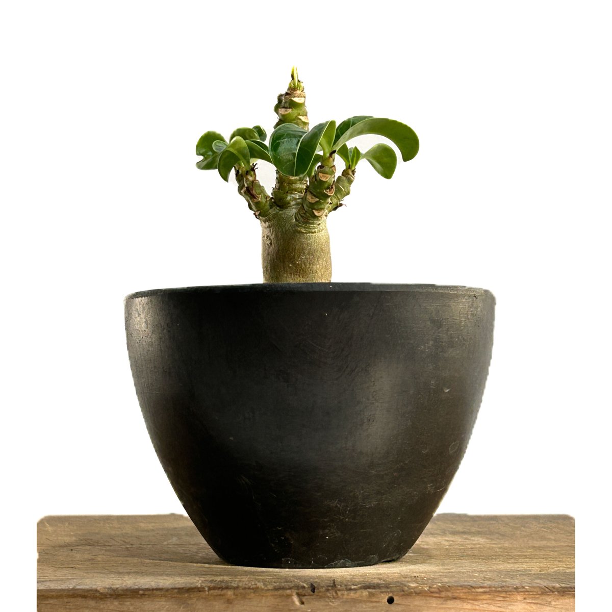 アデニウム　DHA 獅子葉　10株 アデニウム D.H.A (獅子葉) 「Adenium D.H.A」11/10 R | SHO