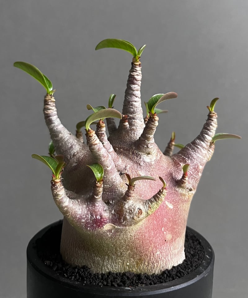 じぇむ アデニウム アラビカム スーパーレッド A-2 鉢植え アデニウム アラビカム スーパー ドワーフ “レッド” + object by