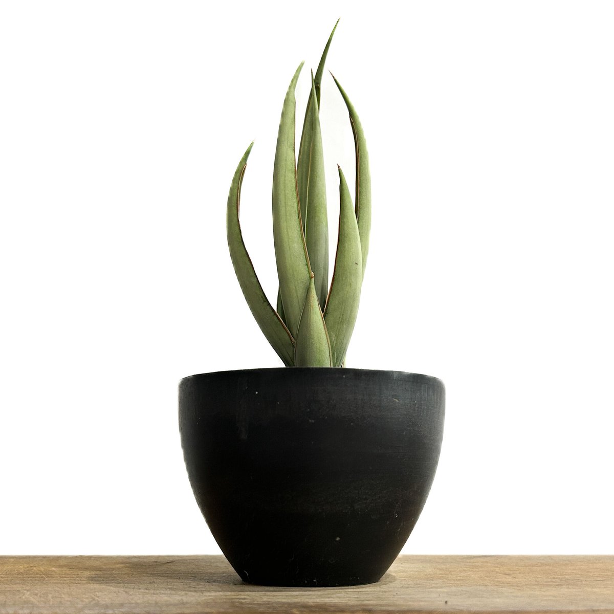 サンセベリア ヘルファイア「Sansevieria Hellfire」4/13-326 | S