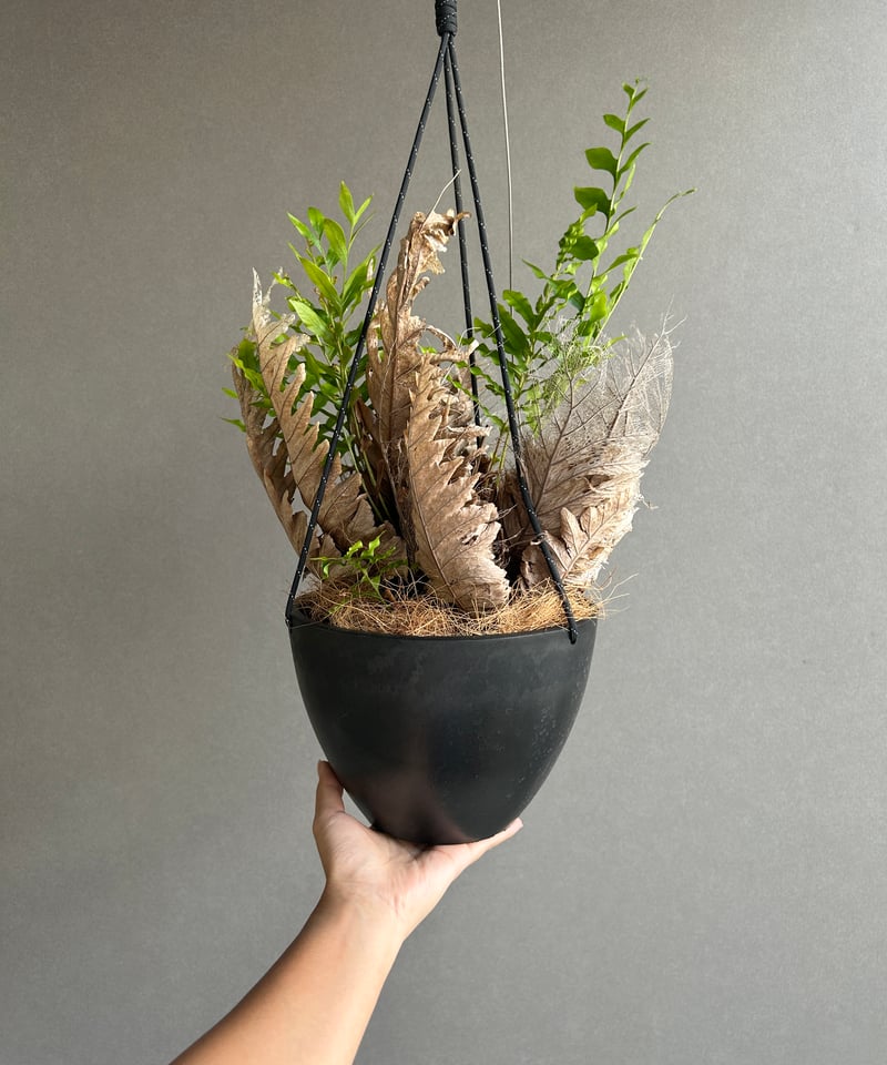 ビカクシダ　エレウィル　ドリナリア ドリナリア クエルシフォリア + ハンギングポット 「Drynaria