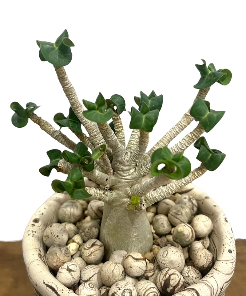 アデニウム D.H.A (獅子葉) スモールリーフ + plantsmonsters pot