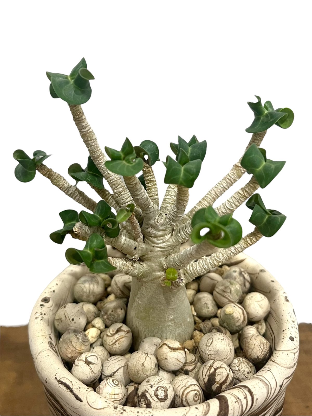 アデニウム D.H.A (獅子葉) スモールリーフ + plantsmonsters pot