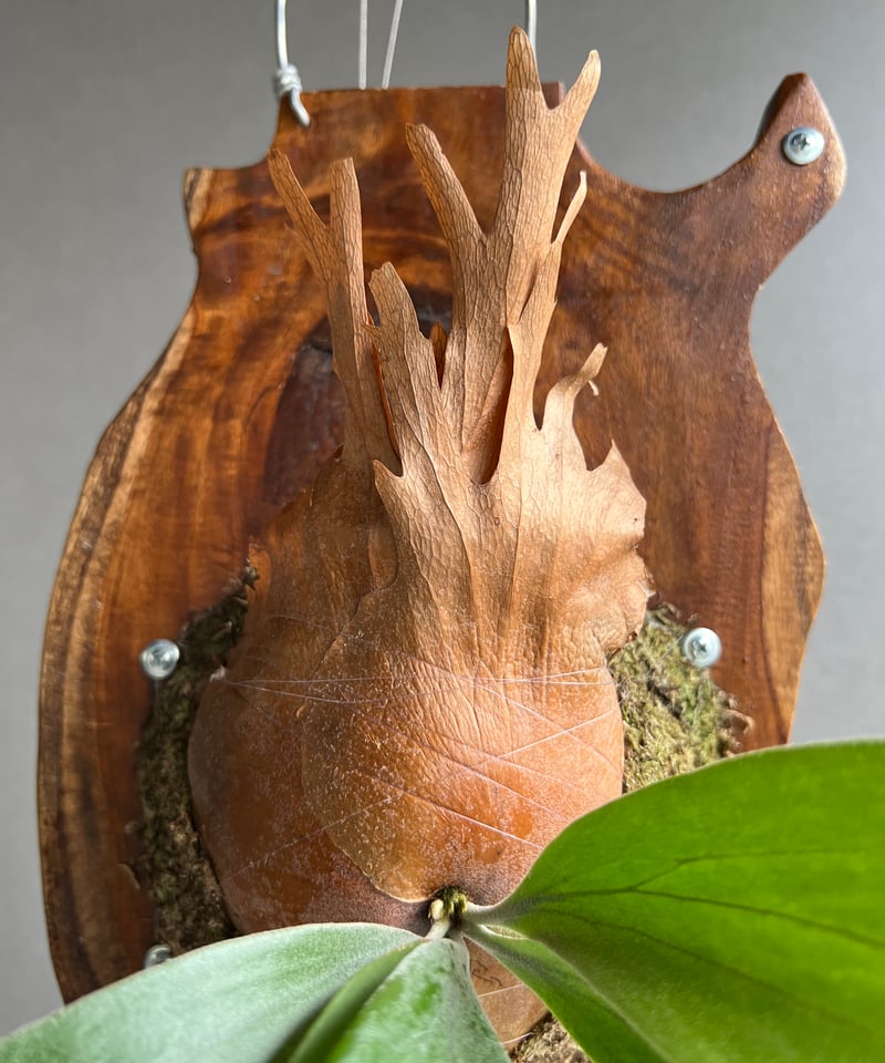 ビカクシダ インフィニティ (子株) by Stem Fern 「Platycerium I