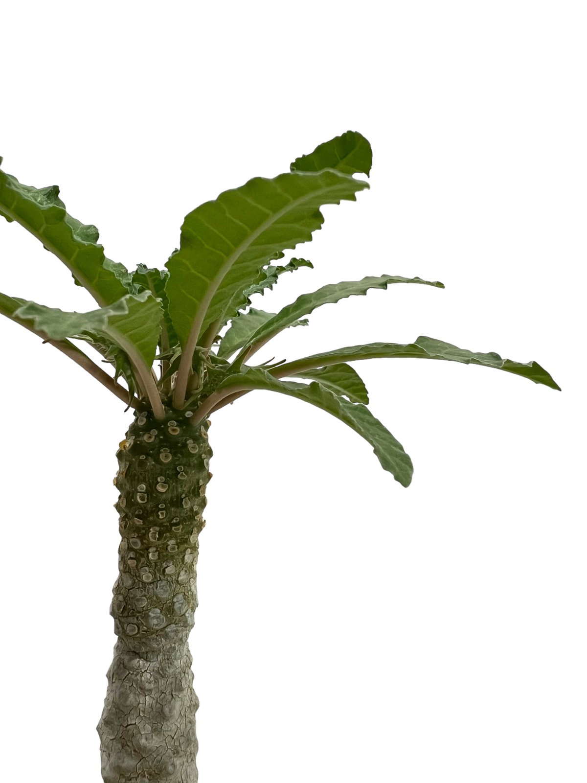 ドルステニア ラブラニー x ホルウッディ 「Dorstenia lavrani x ドルステニア ラブラニー x ホルウッディ 「Dorstenia lavrani x