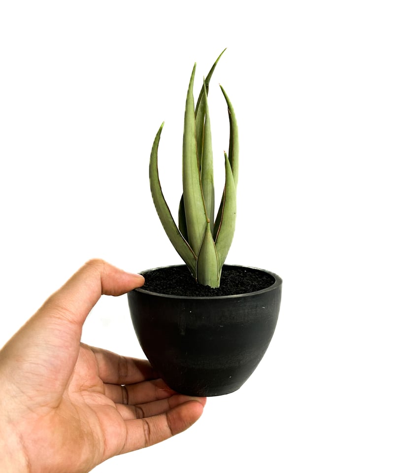 サンセベリア ヘルファイア「Sansevieria Hellfire」4/13-326 | S