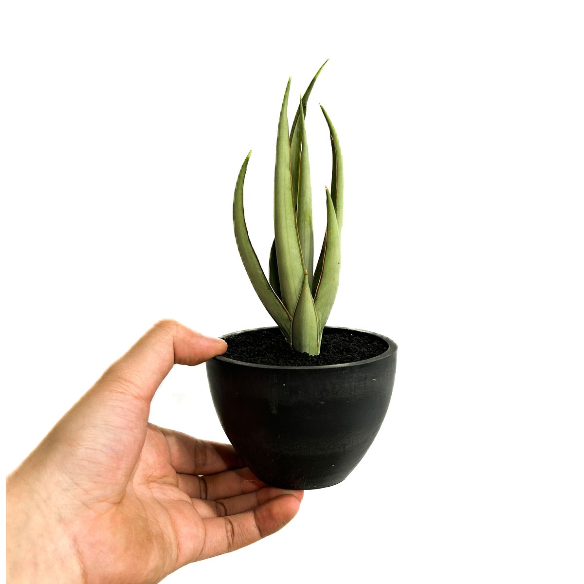 サンセベリア ヘルファイア「Sansevieria Hellfire」4/13-326 | S