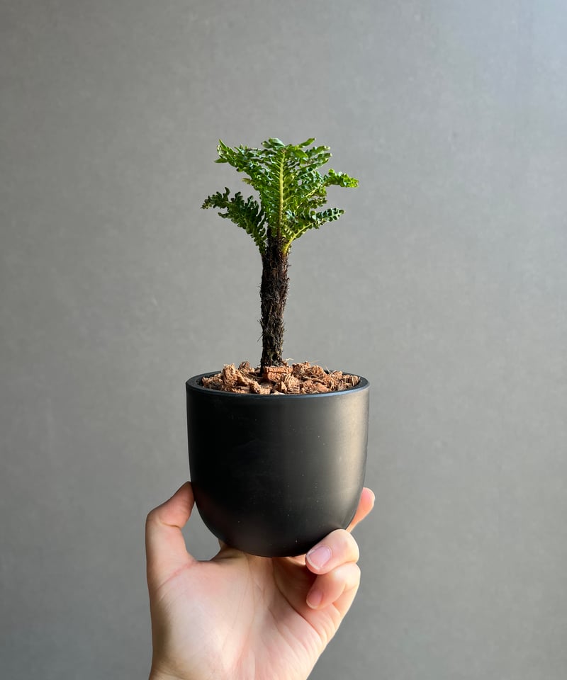 ブレクナム ギッバム ドワーフ 「Blechnum gibbum Dwarf 」101D |