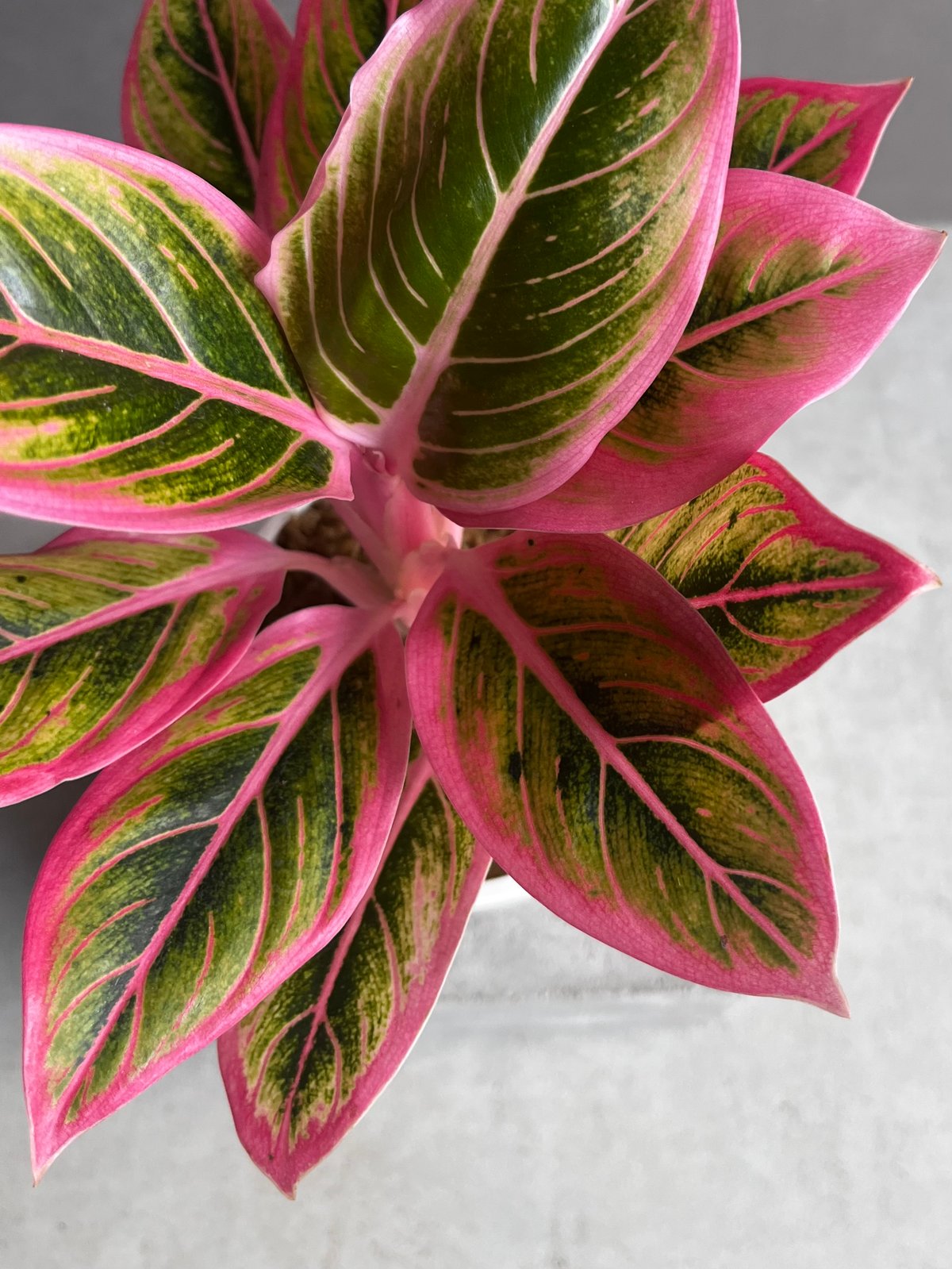 アグラオネマ ロータス デライト 「Aglaonema Lotus Delight」80Z |