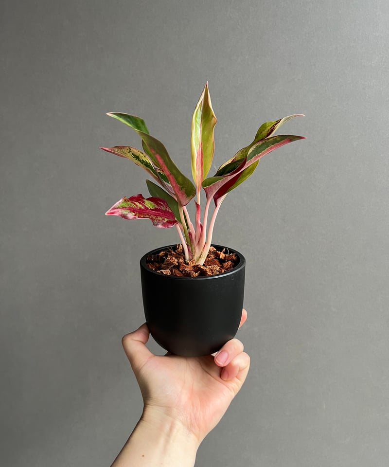 アグラオネマ アグラオネマ アンヤマニー ホワイト | GREEN LUCK