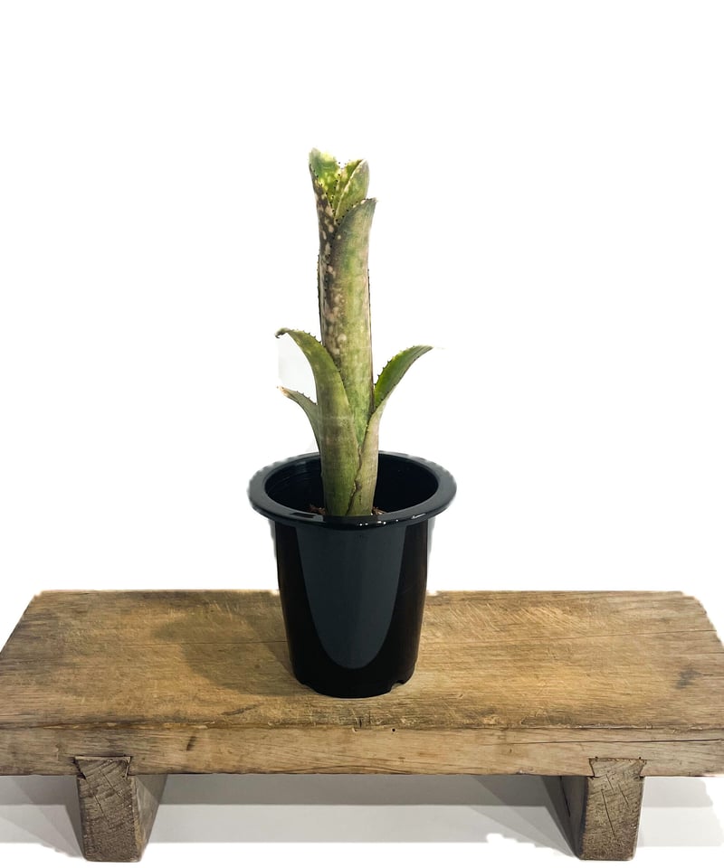 ビルベルギア コラン ピンク グリーン「Billbergia Kolan Pink Green