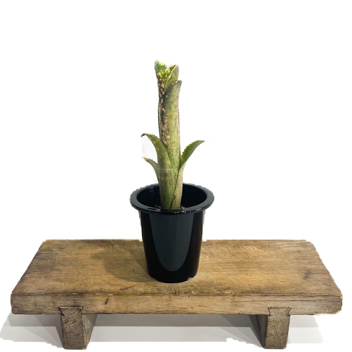 ビルベルギア コーランピンククイーン 子株 ブロメリア・エアー