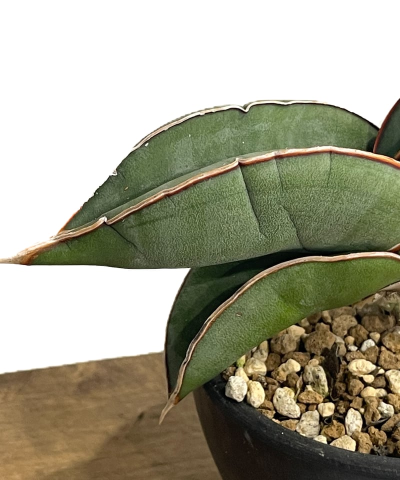 サンセベリア エーレンベルギー バナナ 「Sansevieria サンセベリア エーレンベルギー バナナ 「Sansevieria