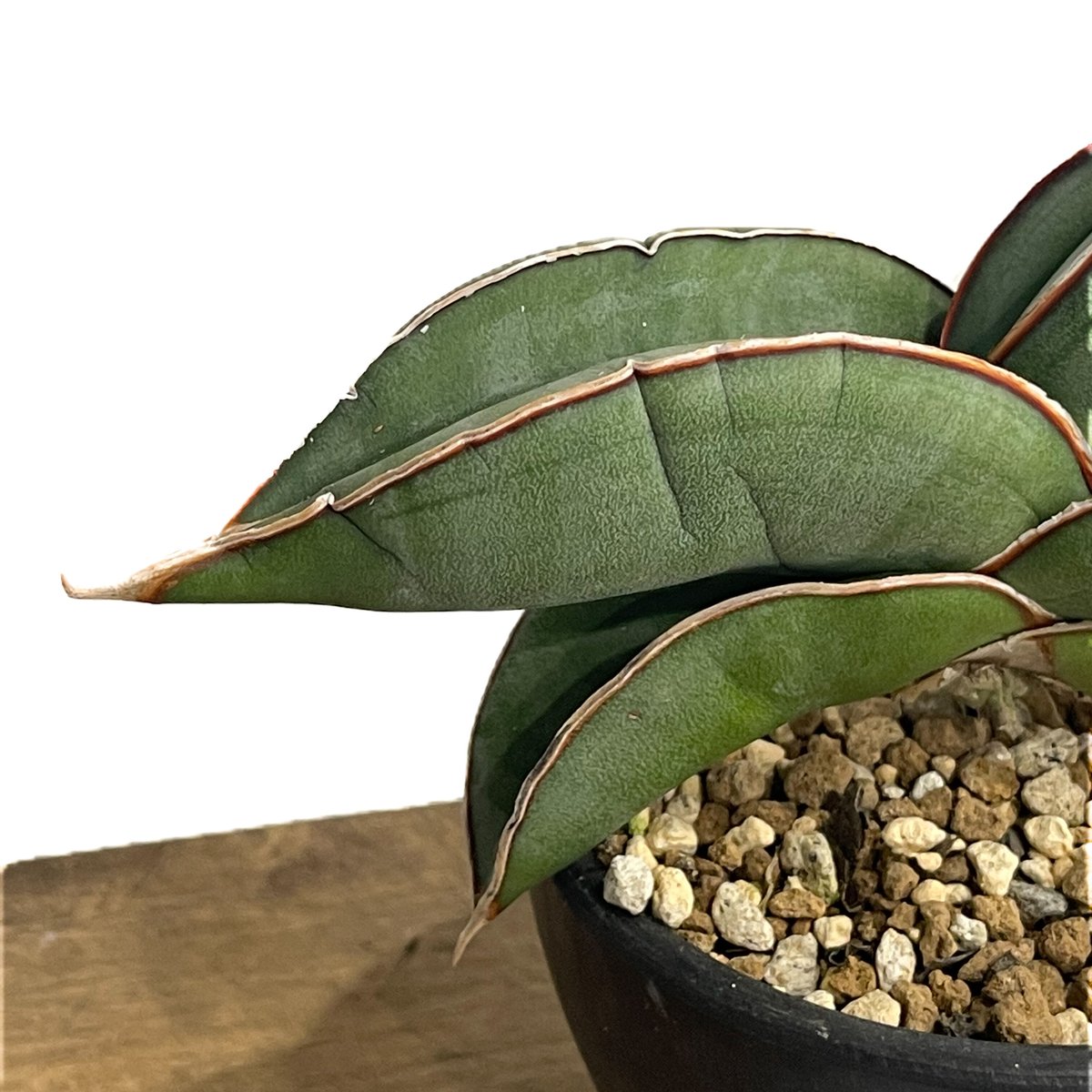サンスベリア エーレンベルギー バナナ S.Banana サンセベリア エーレンベルギー バナナ 「Sansevieria ehrenbergii Ba